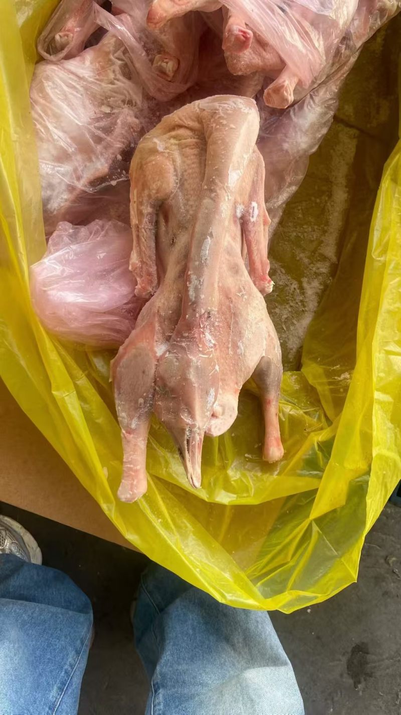 两光鹅规格齐全