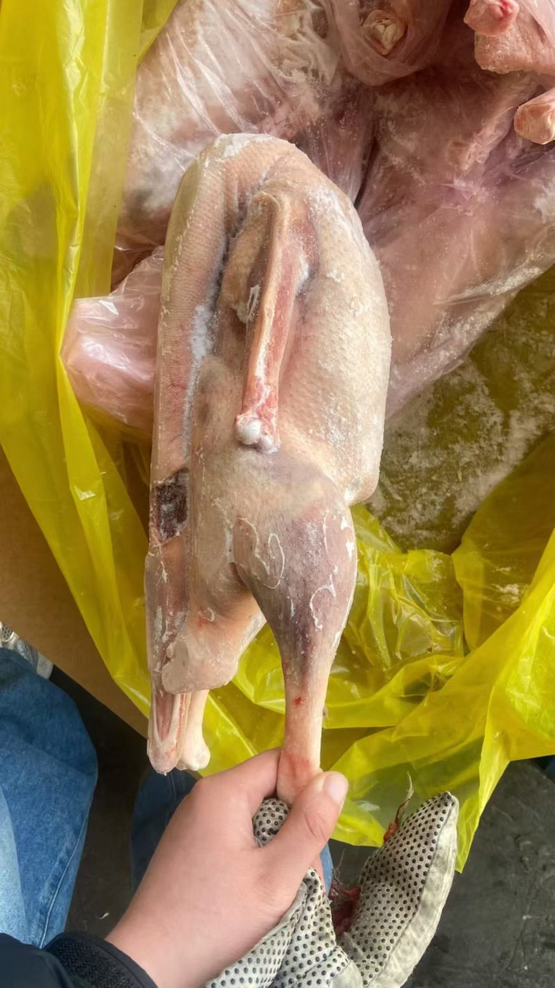 两光鹅规格齐全
