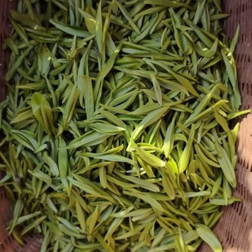 秦岭高山绿茶