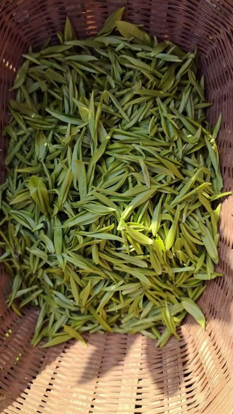 秦岭高山绿茶