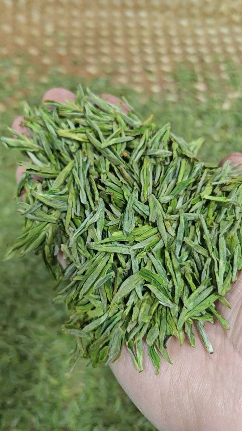 秦岭高山绿茶