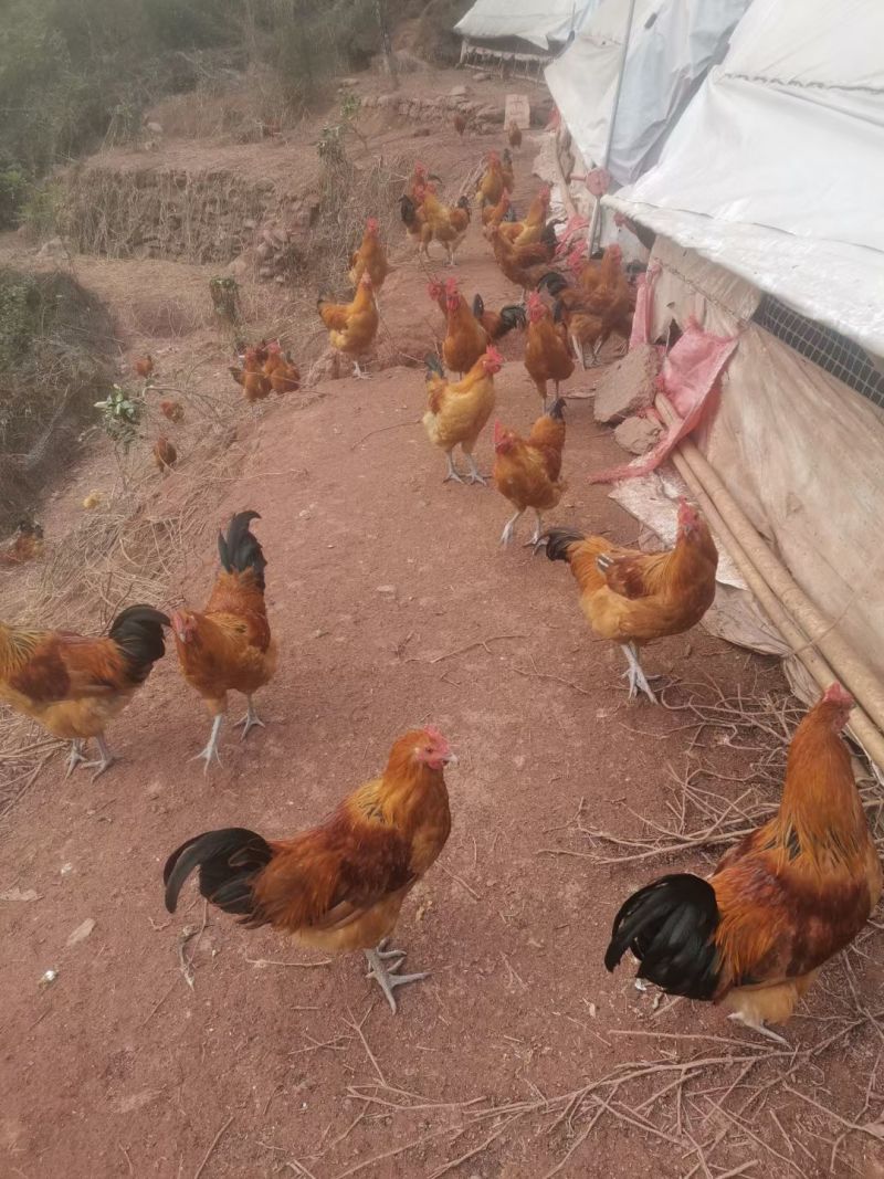 跑山鸡