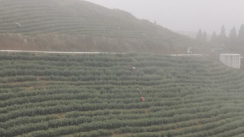 茶叶