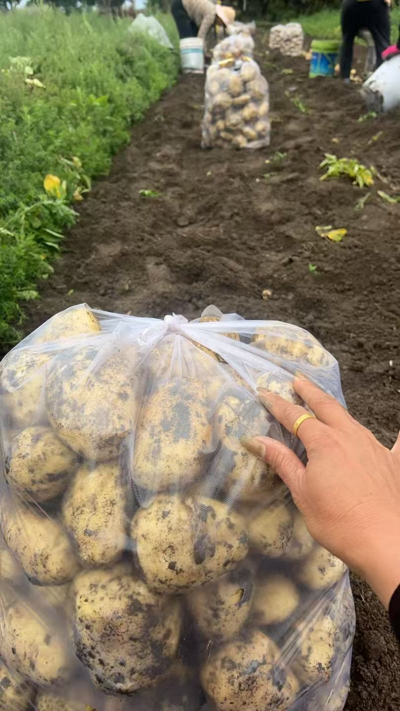 正中3两起步，精品大果