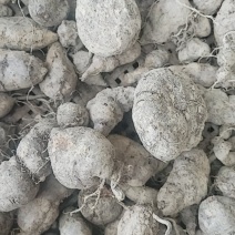 三叶青统果