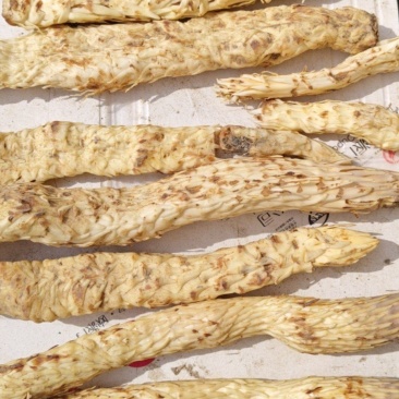 肉从蓉
