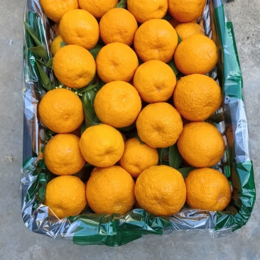 黄果柑