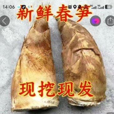 春竹笋