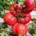 山西普罗旺斯西红柿🍅大量上市