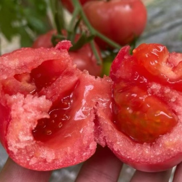 山西普罗旺斯西红柿🍅大量上市