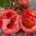 山西普罗旺斯西红柿🍅大量上市