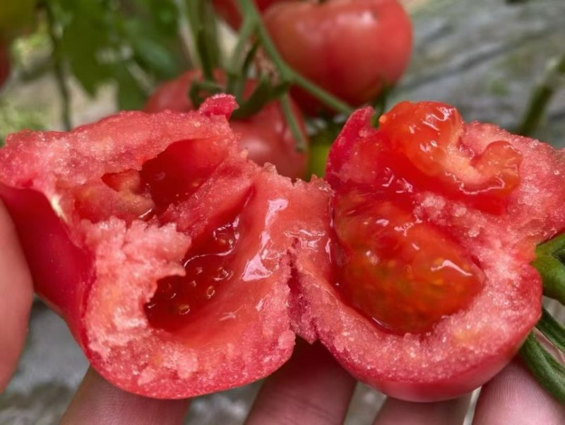 山西普罗旺斯西红柿🍅大量上市