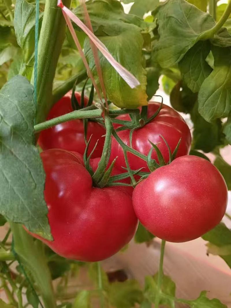 山西普罗旺斯西红柿🍅大量上市