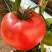 山西普罗旺斯西红柿🍅大量上市