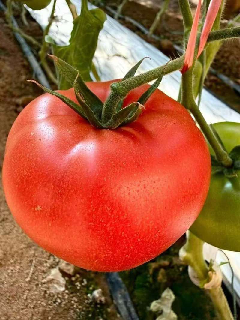 山西普罗旺斯西红柿🍅大量上市