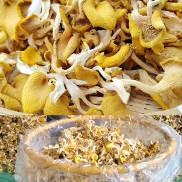 今年的鲜鸡油菌干货及鲜货