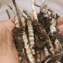 贵州野生虫草