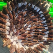 羊肚菌鲜品，鲜品干品