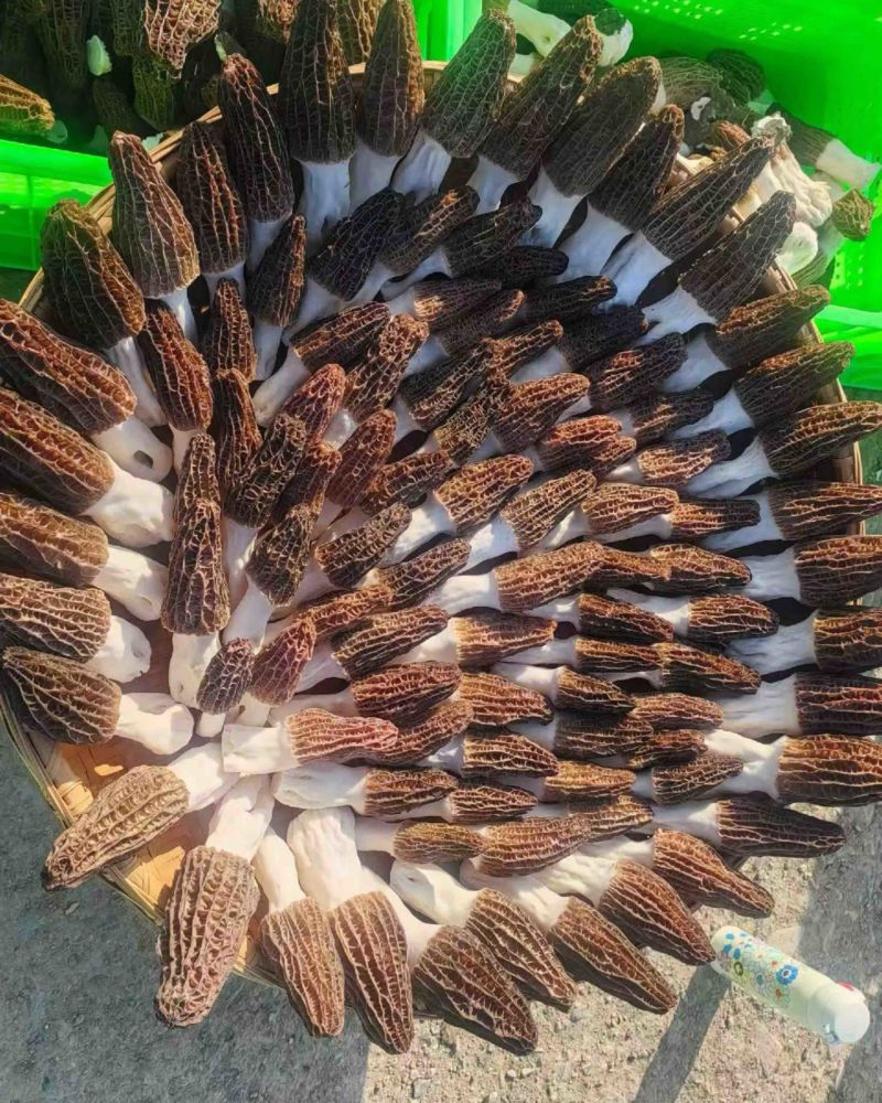 羊肚菌鲜品，鲜品干品