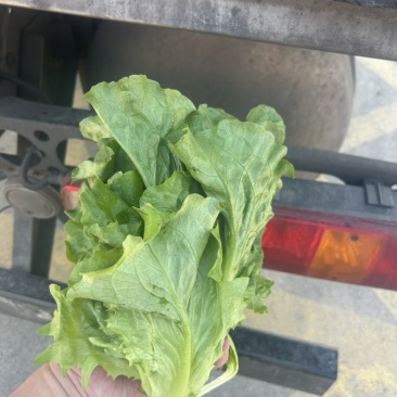 生菜