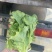 生菜
