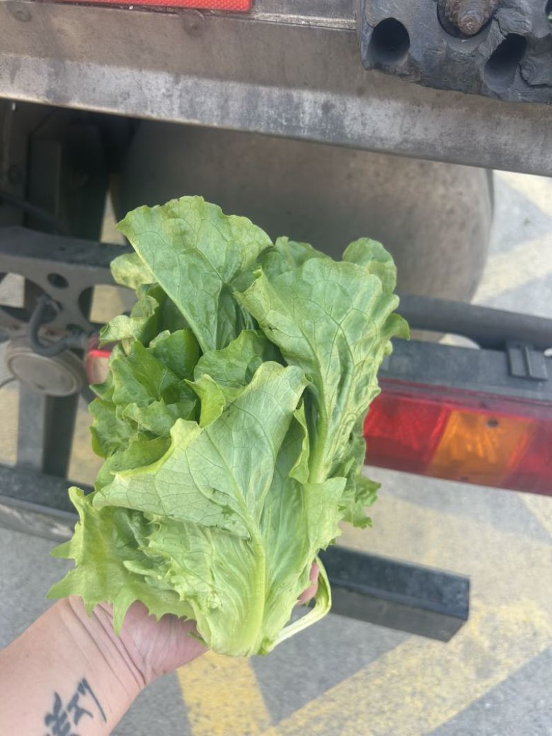 生菜