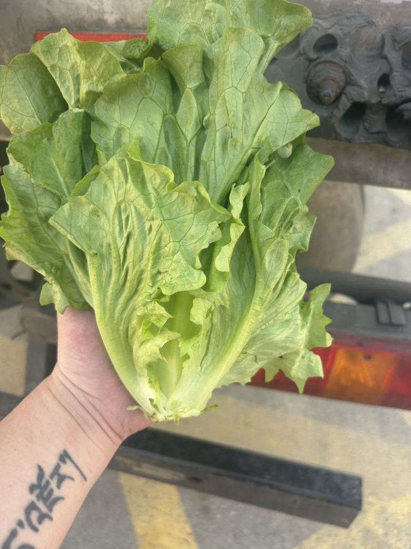 生菜