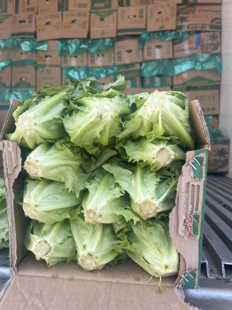 生菜