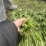 茼蒿