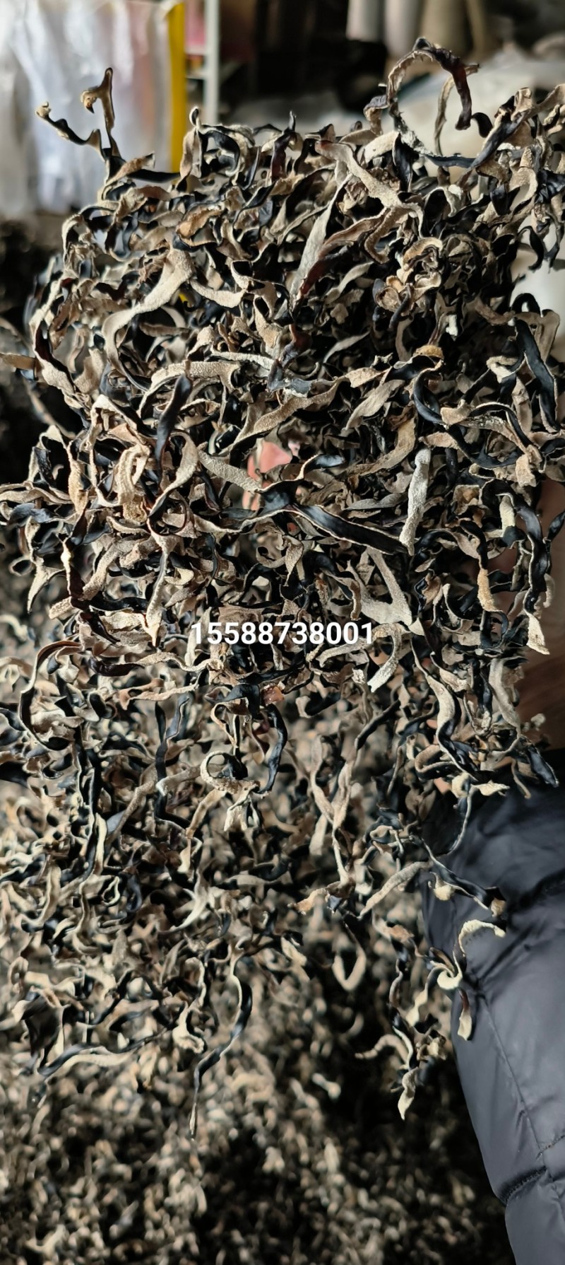 木耳丝白背毛木耳丝毛木耳丝头茬木耳丝