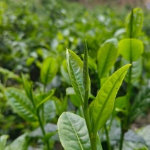 普洱茶