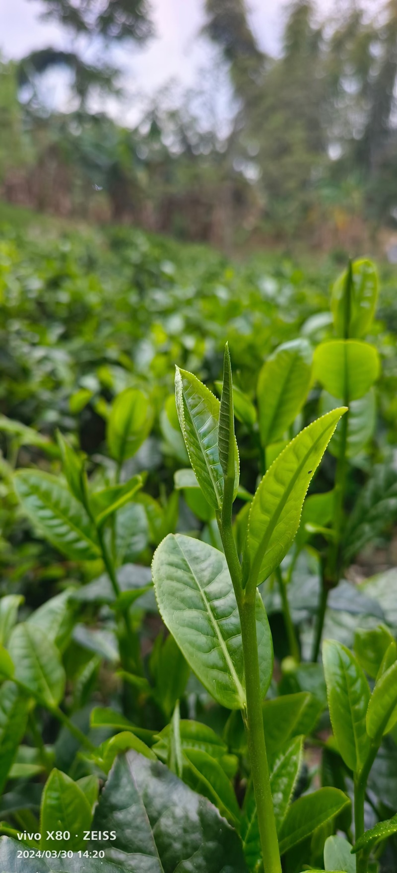 普洱茶