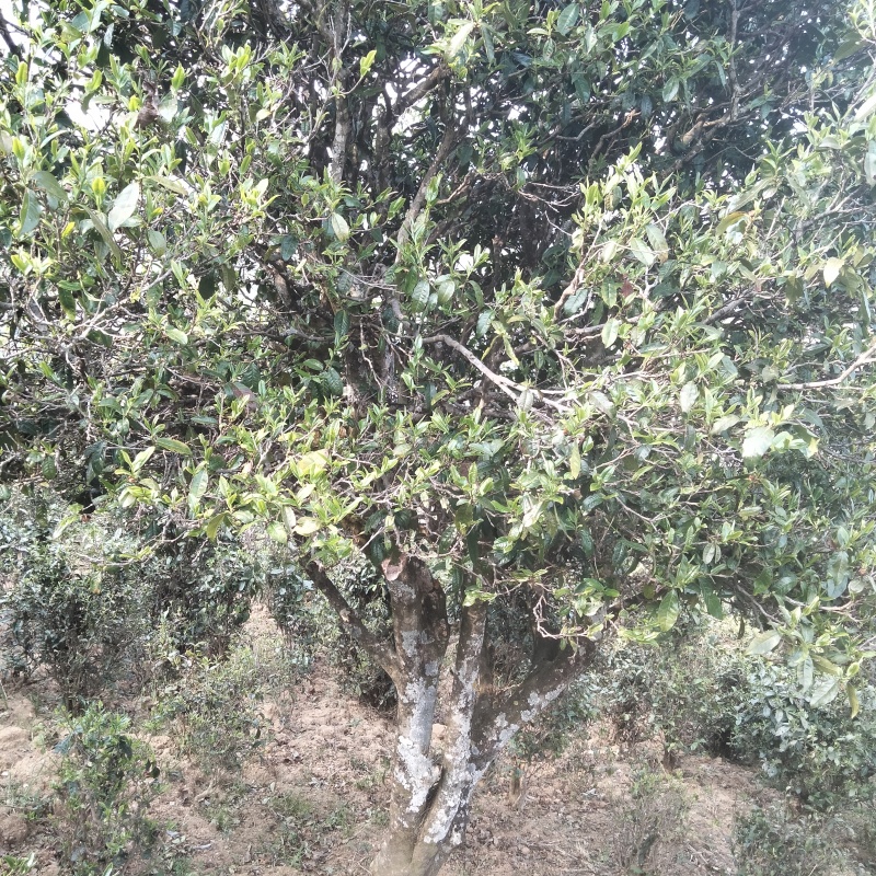 普洱茶