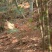黄山生态跑山鸡正经散养老母鸡