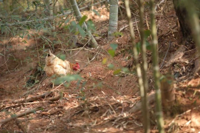 黄山生态跑山鸡正经散养老母鸡