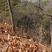 黄山生态跑山鸡正经散养老母鸡