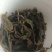 乔木春茶