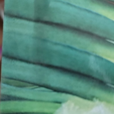 章丘菜葱