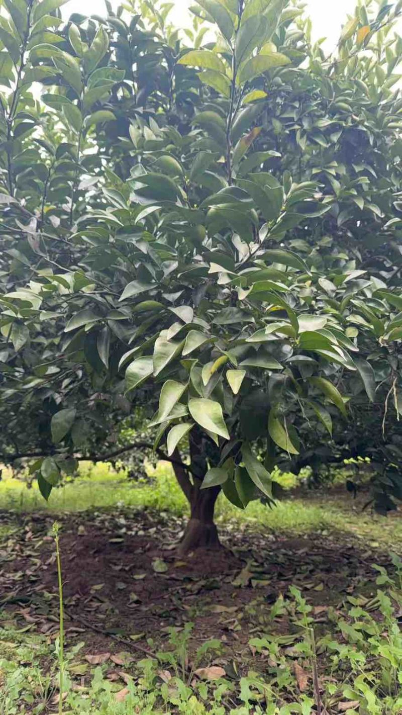 香缘树