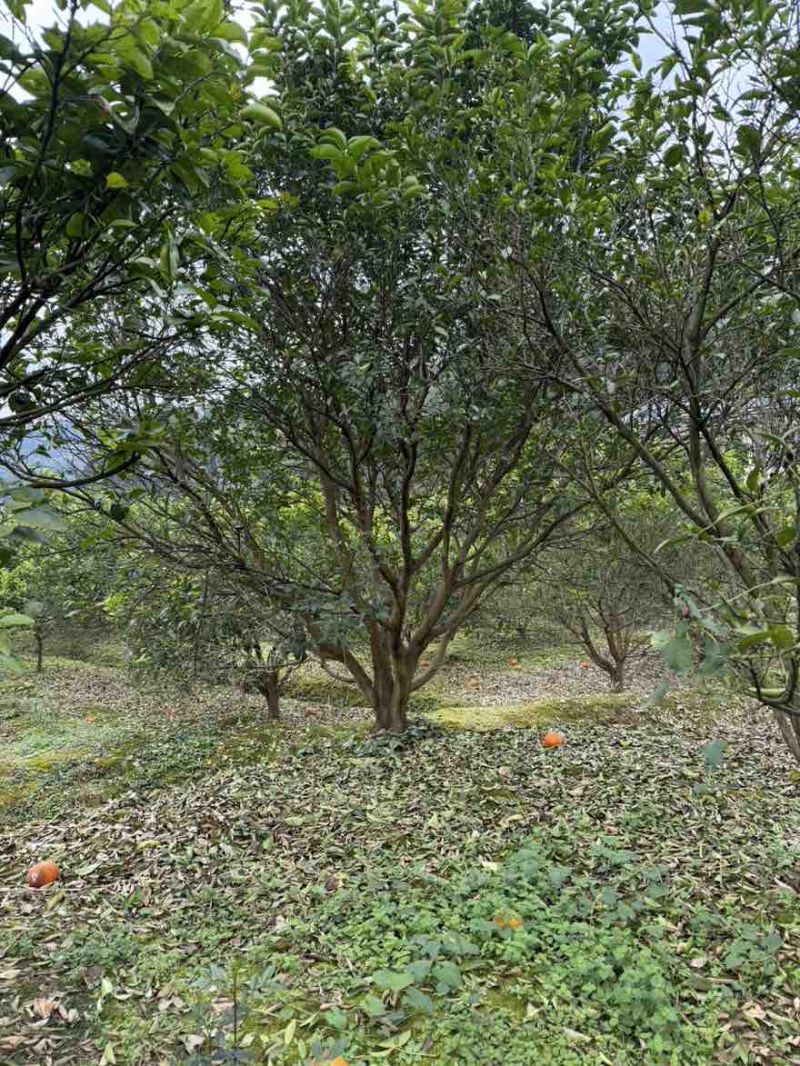 香缘树