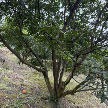 香缘树