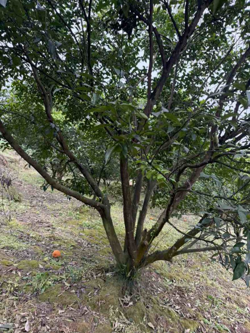 香缘树