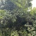 香缘树