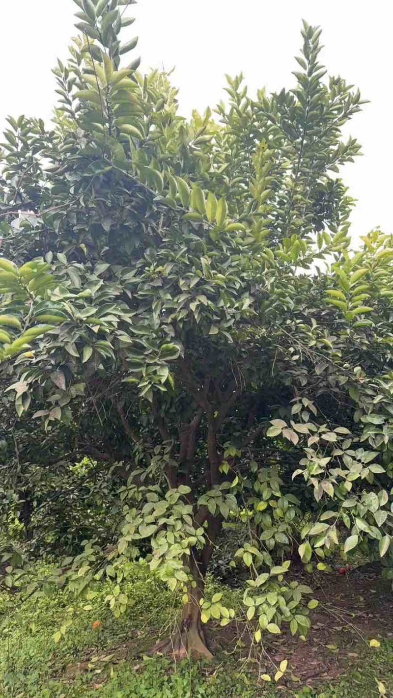 香缘树