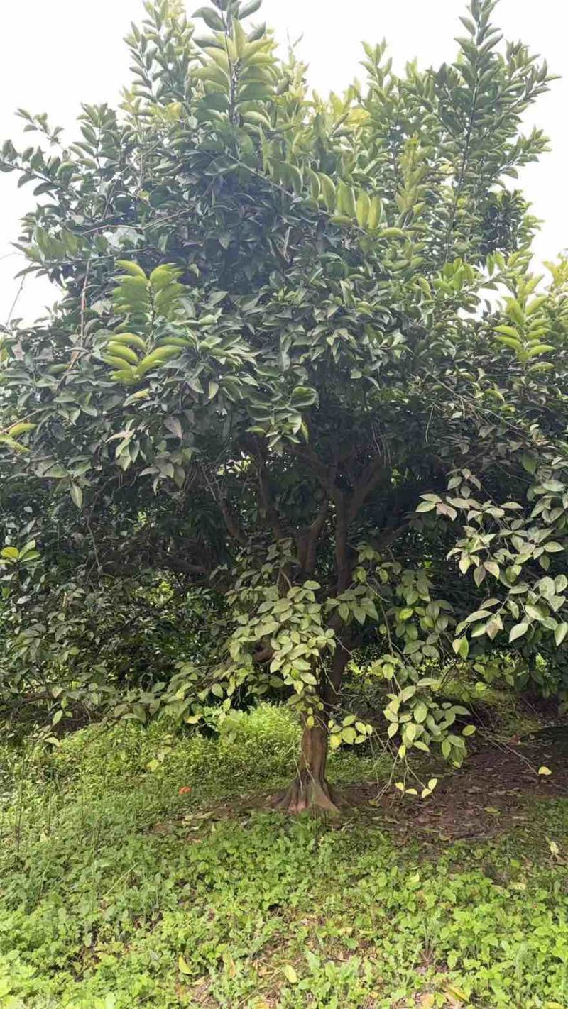 香缘树