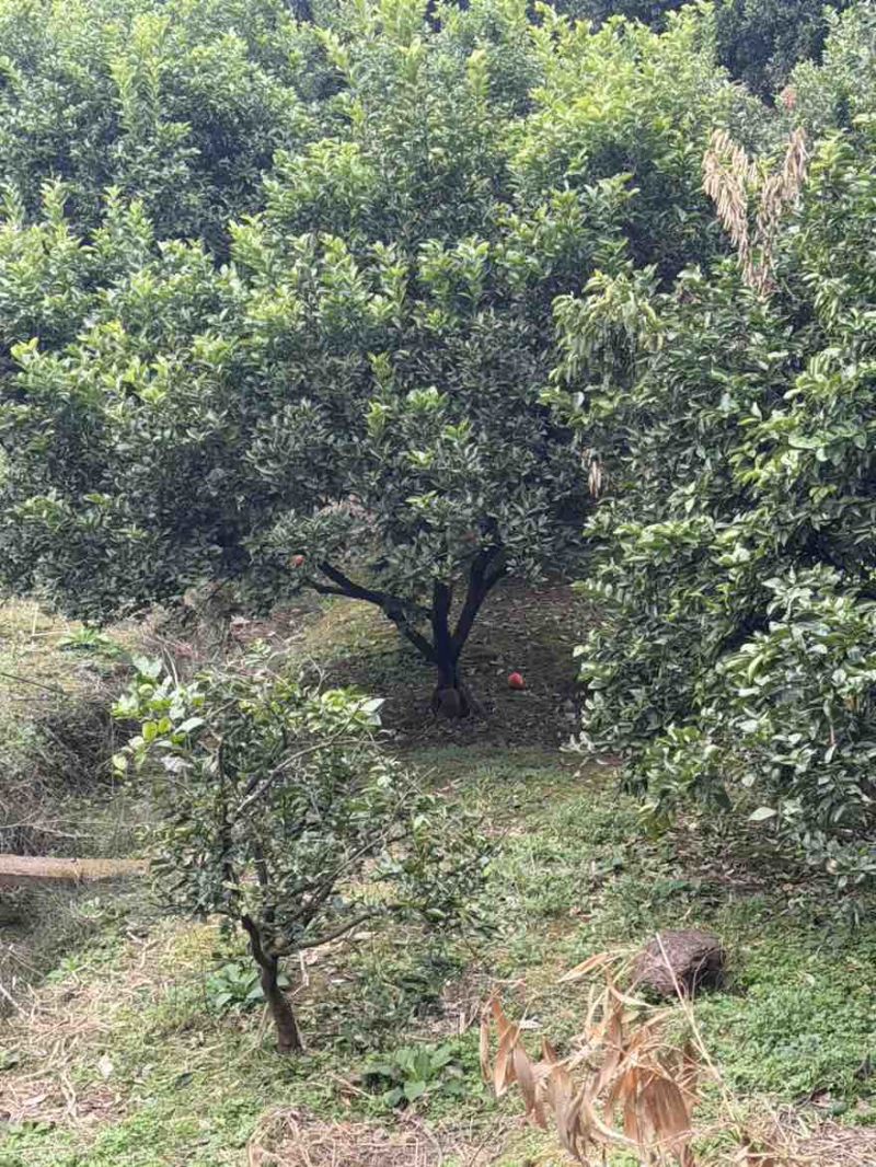 香缘树