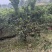 香缘树