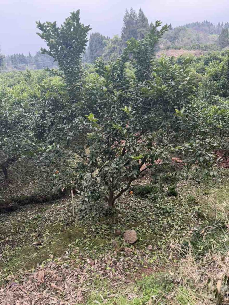 香缘树