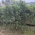 香缘树