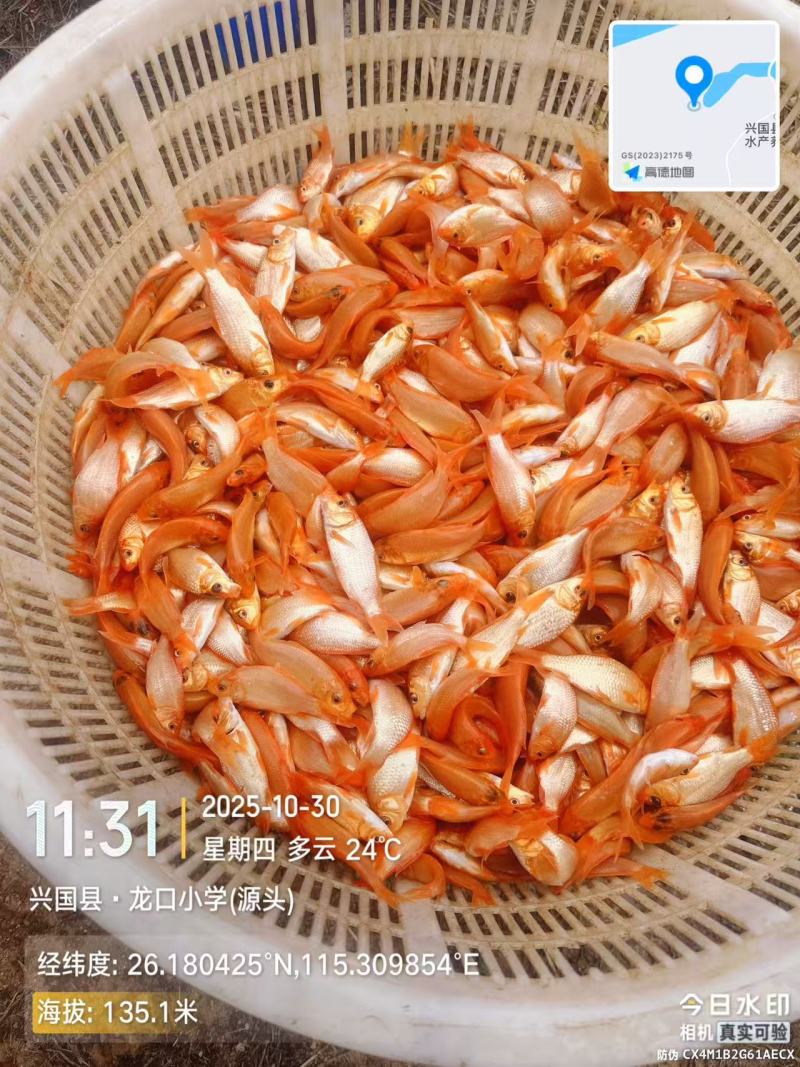 兴国红鲤水花，规格苗